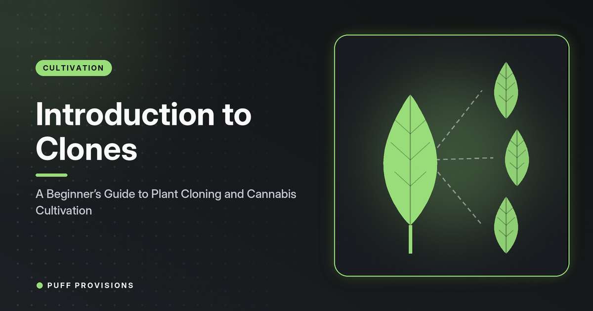 Introduction to Clones: A Beginner’s Guide to Plant Cloning and Cannabis Cultivation